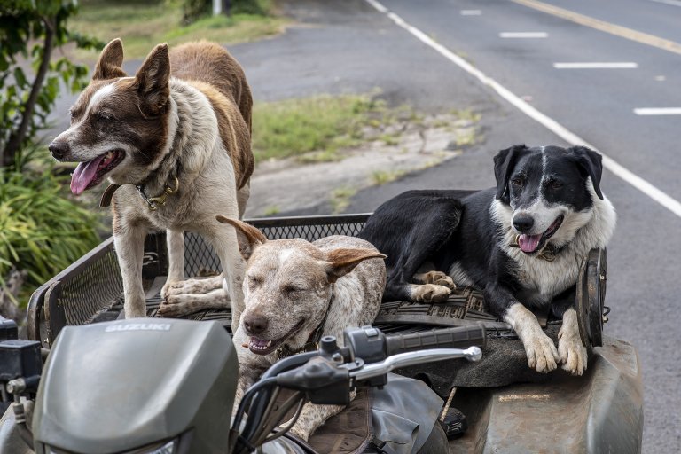 Hundesteuer