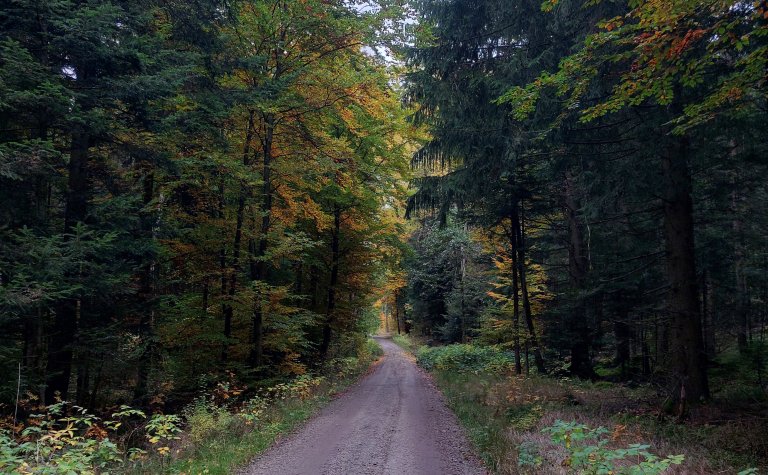 Wald ALE Niederbayern