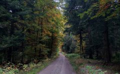 Wald ALE Niederbayern